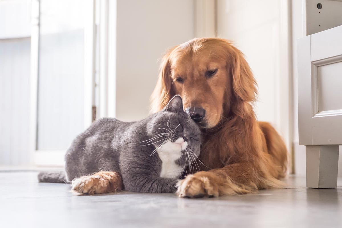 Consulta veterinaria en A Coruña